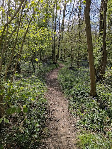 Lower Wood